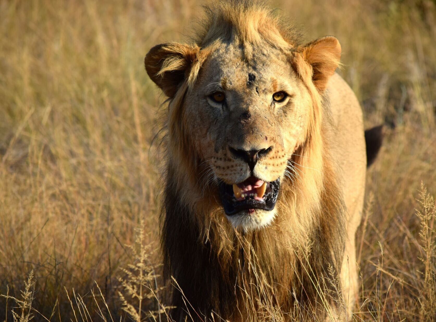 Greetings in the African Wild